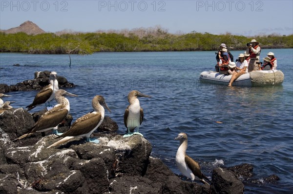 Tourists photographing blue-footed boobies of scruffy animals in the Galapagos Islands