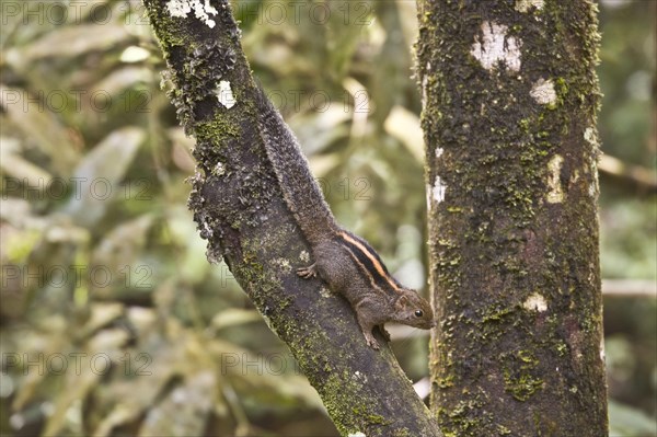 Layard's Palm Squirrel