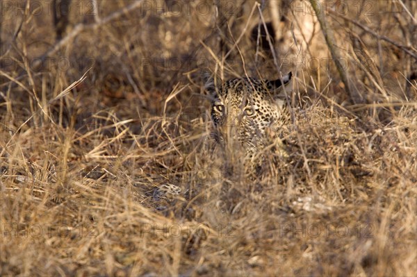 Pardusnian leopard leopards