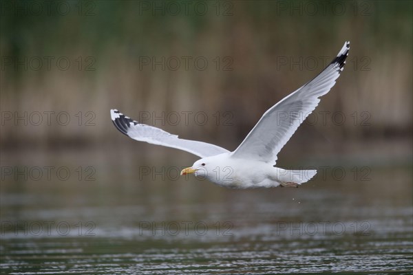 Caspian Gull