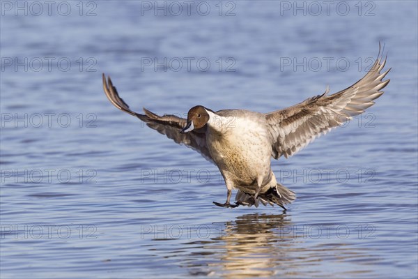 Northern pintail