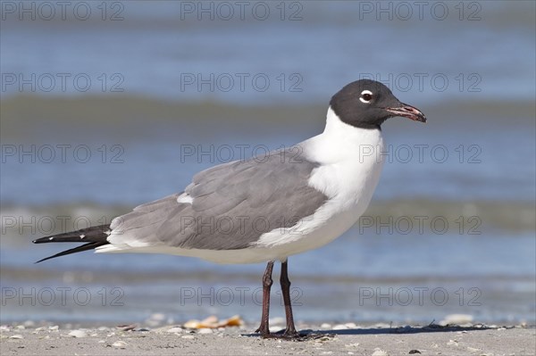 Laughing Gull