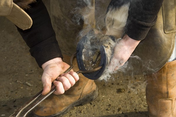 Farrier fits horseshoes to horse's hoof
