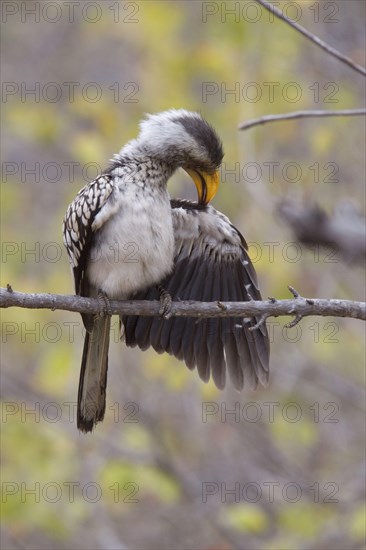 Yellow-billed Hornbill