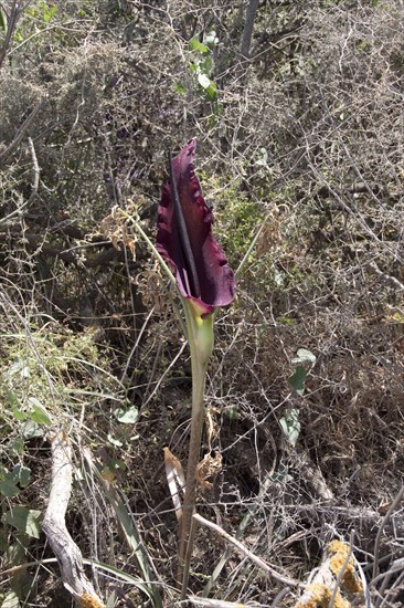 Arum dracunculus