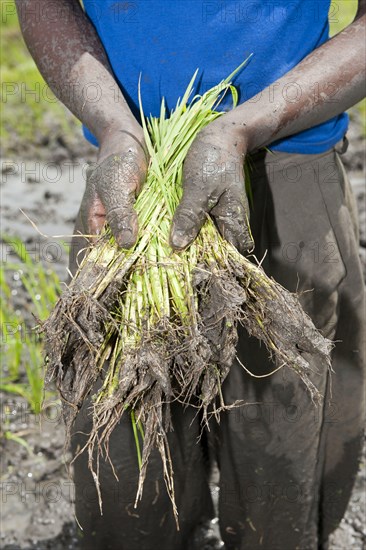 Asian rice