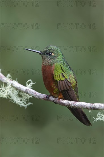 Fire-bellied Hummingbird