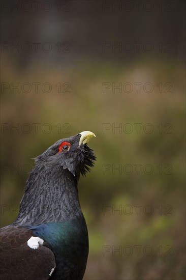 Western Capercaillie