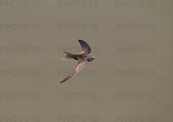 Common Swift