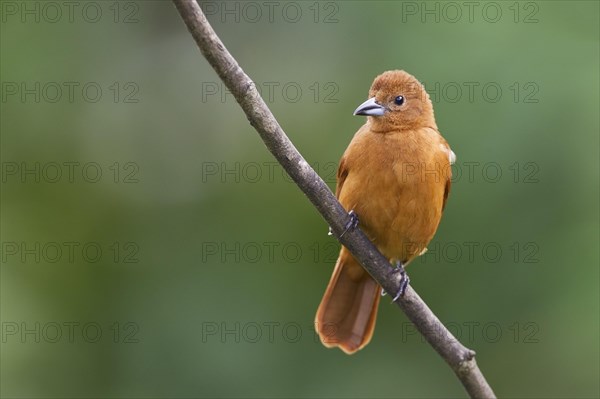 White-lined Tanager