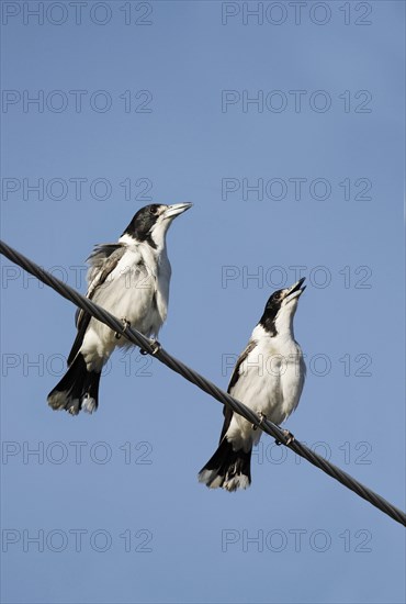 Grey Butcherbird