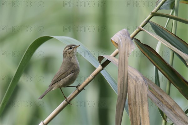 Dusky warbler