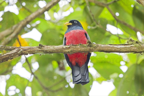 Choco Trogon