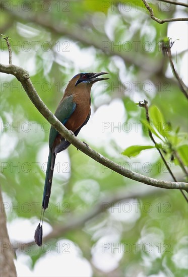 Adult whooping motmot