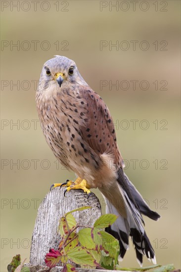 Common common kestrel