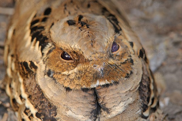 Indian indian nightjar