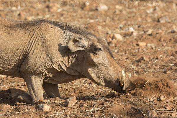 Desert Warthog