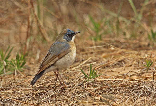 Siberian siberian blue robin