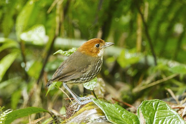 Chestnut-crowned Antpitta