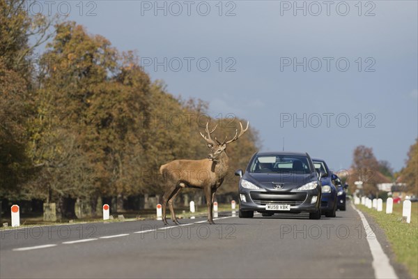 Red Deer