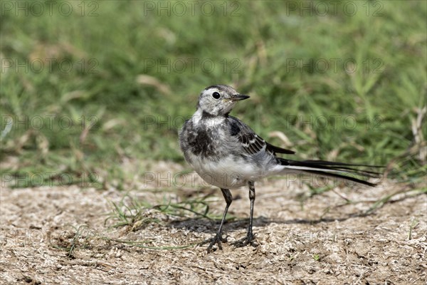 Juvenile Paid Wagatail