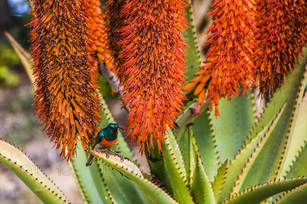 Orange-breasted sunbird