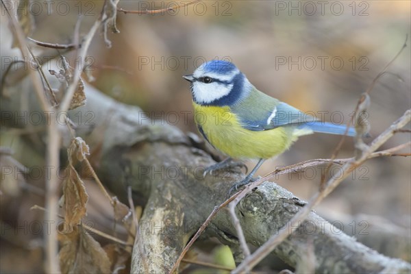 Blue tit