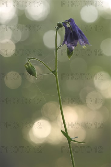 Common european columbine