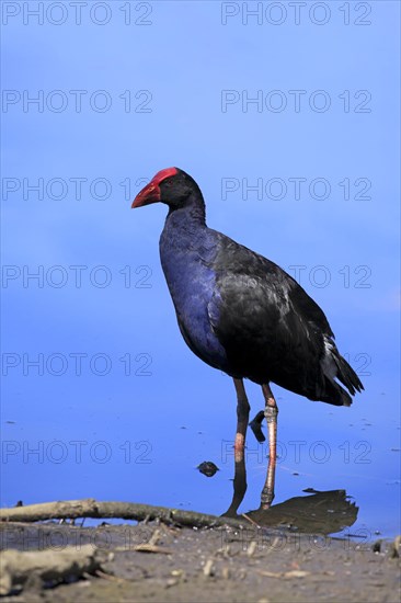 Australasian Moorhen