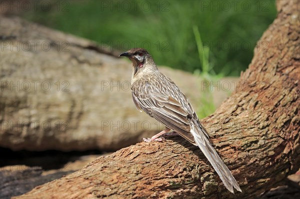 Red Wattlebird