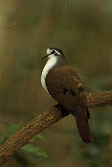 Tambourine dove