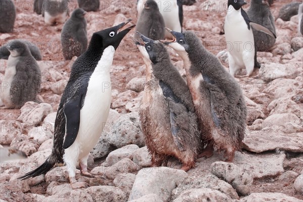 Adelie Penguin