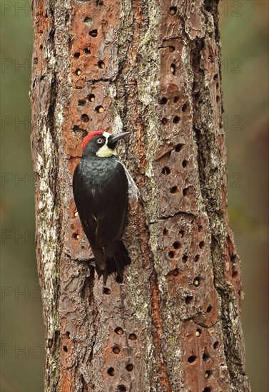 Acorn Woodpecker