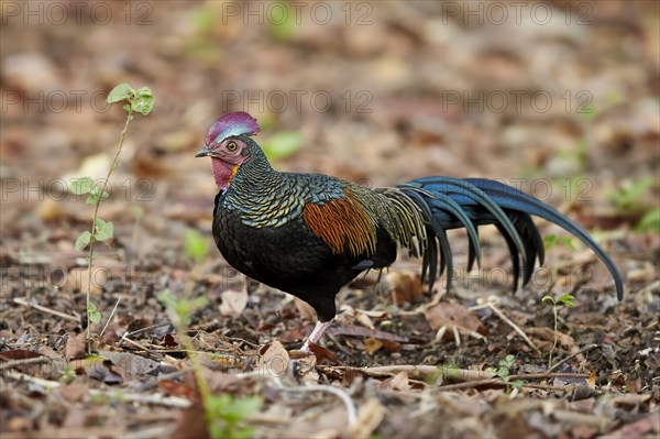 Green junglefowl