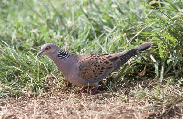 Turtle Dove