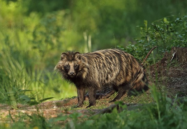 Raccoon-dog