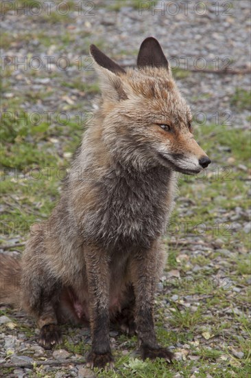 Iberian Red Fox