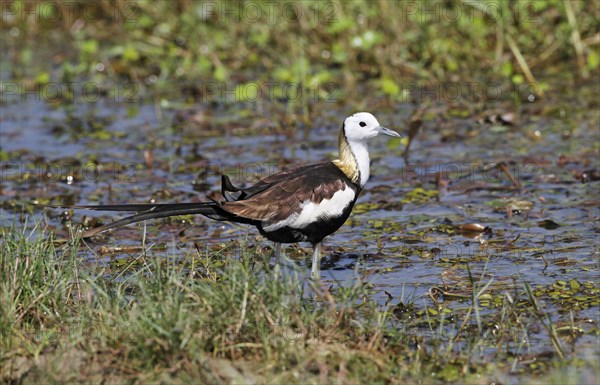 Pheasant-tailed jacana