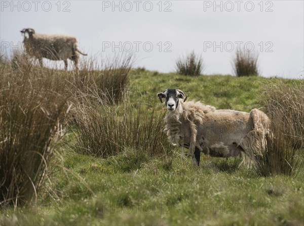 Swaledale sheep