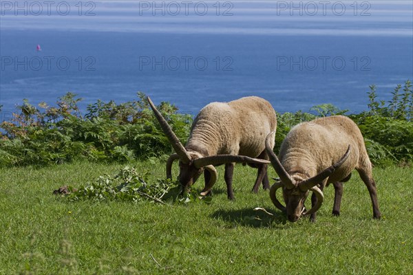 Manx Loaghtan sheep