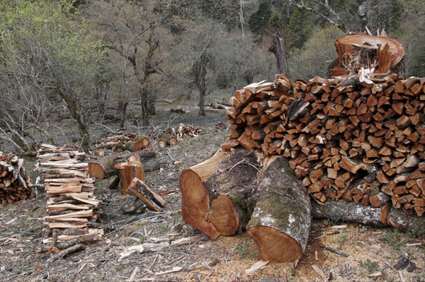 Piles of unsustainably harvested firewood in mountain forest