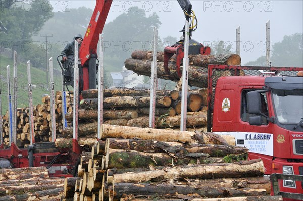 Loading cut logs on trailer