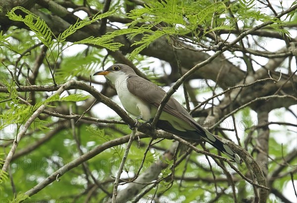 Yellow-billed Cuckoo