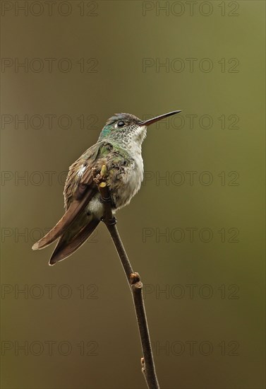 Azure-crowned Hummingbird