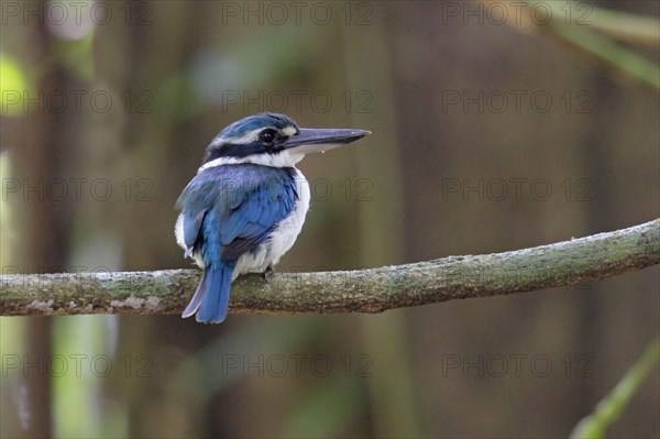 Collared Kingfisher