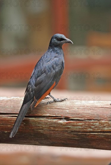 Red-winged starling