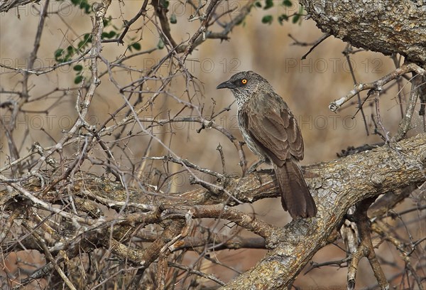 Arrow Thrush