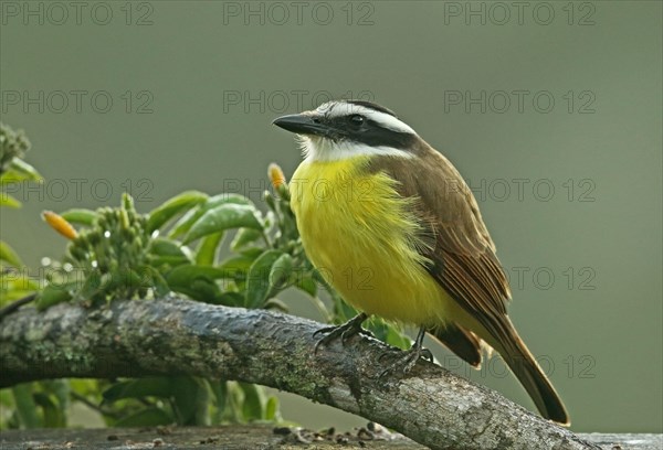 Large Kiskadee