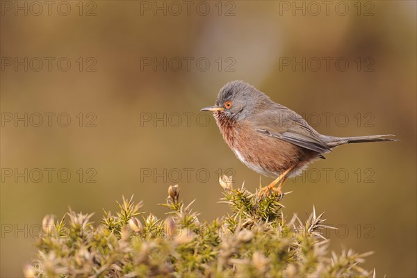 Provence Warbler