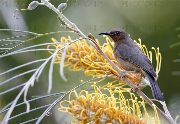 Dusky Honeyeater